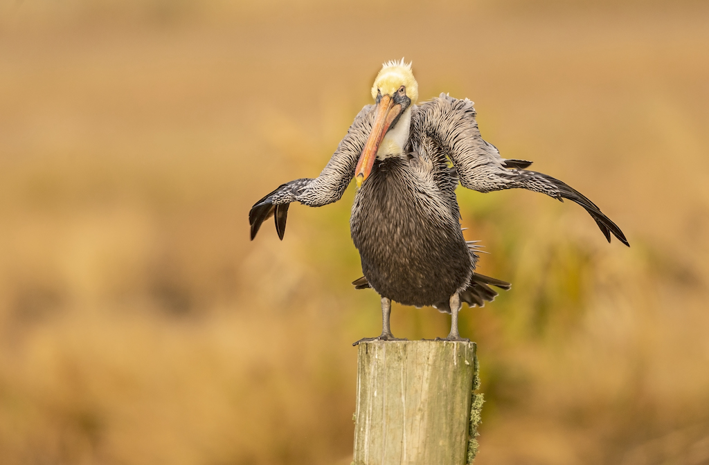 Derniere-image-un-pelican-incertain